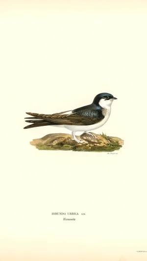 Common House Martin (Hirundo urbica)
