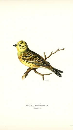 Yellowhammer (Emberiza citrinella)