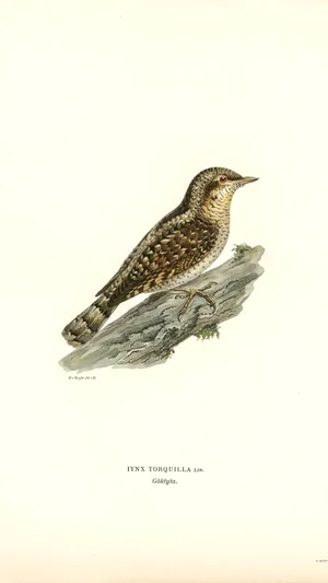 Iynx Torquilla (Eurasian Wryneck)