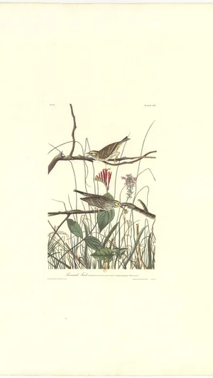 Savannah Finch