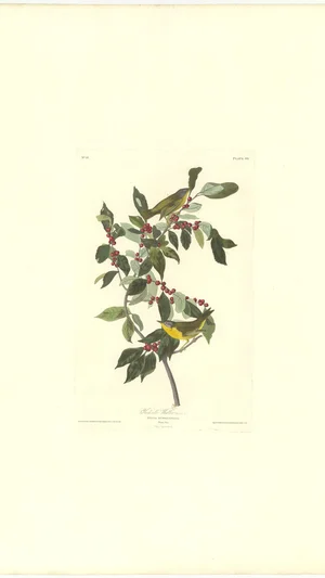 Nashville Warbler and Wintergreen