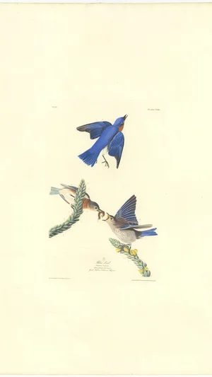 Blue Bird (Plate CXIII)