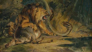 Lion Defending its Prey