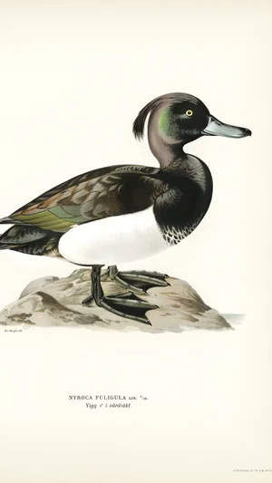 Tufted Duck (Nyroca fuligula), Male in Breeding Plumage
