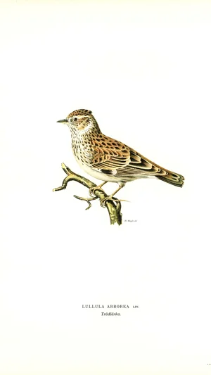 Woodlark (Lullula arborea)