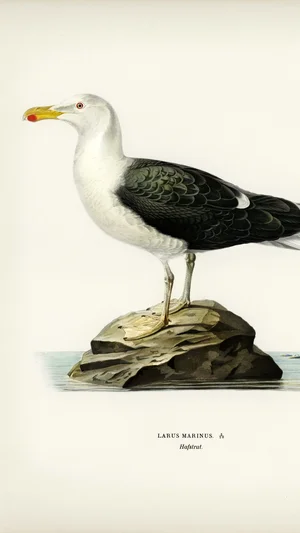 Great Black-backed Gull (Larus Marinus)