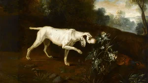 Chien en arrêt devant un faisan
