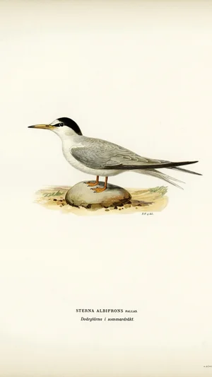 Little Tern in Summer Plumage (Sterna albifrons)