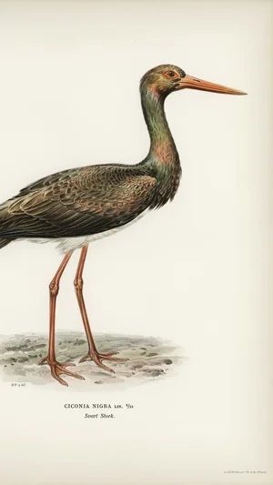 Black Stork (Ciconia Nigra)