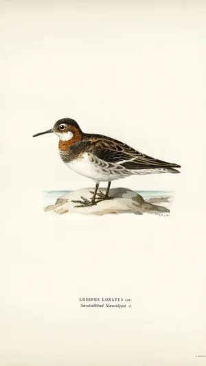 Red-necked Phalarope (Lobipes Lobatus)