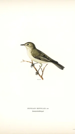 Icterine Warbler (Hypolais hypolais)
