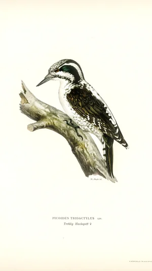 Eurasian Three-toed Woodpecker (Picoides tridactylus)