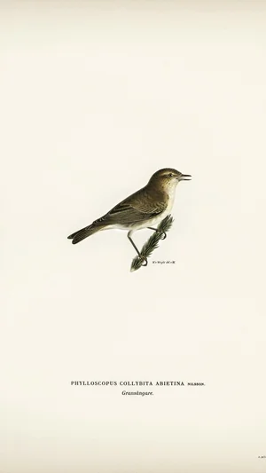 Chiffchaff (Phylloscopus collybita abietina)