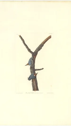 Brown-headed Nuthatch (Sitta pusilla)