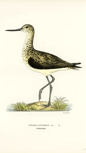 청다리도요 (Totanus littoreus)