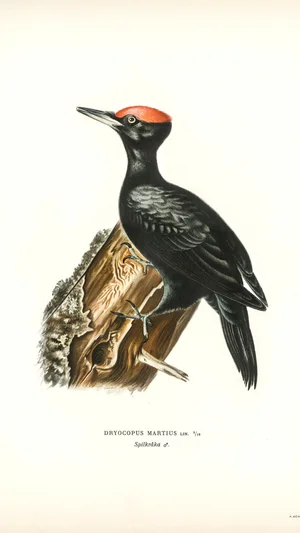 Black Woodpecker (Dryocopus martius)