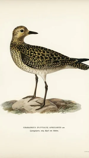 European Golden Plover (Young Bird in Autumn)