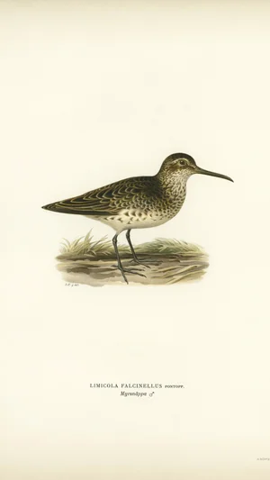 Broad-billed Sandpiper (Limicola falcinellus)