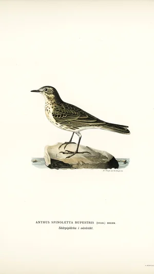 Rock Pipit (Anthus Spinoletta Rupestris)