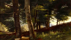 Inside the Forest