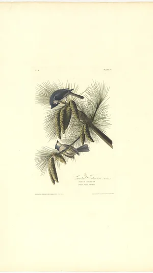 Crested Titmouse (Parus Bicolor)