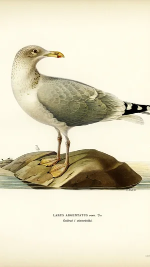 Gaviota argéntea en plumaje de invierno (Larus argentatus)