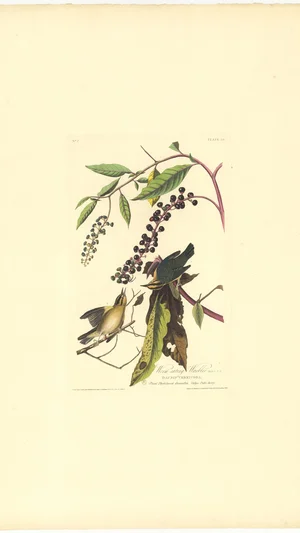 Worm-eating Warbler