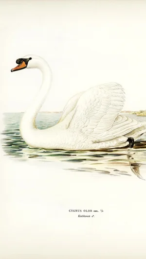Mute Swan (Cygnus Olor)
