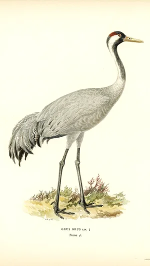 Common Crane (Grus grus)