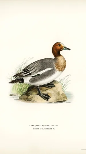 Eurasian Wigeon (Anas penelope)