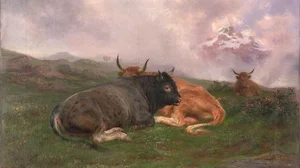 Cattle at Rest on a Hillside in the Alps