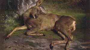 A roe deer in the forest