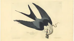 Swallow-tailed Hawk (Falco furcatus)