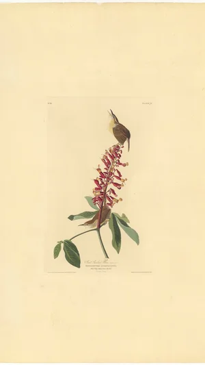 Great Carolina Wren (Troglodytes Ludovicianus)