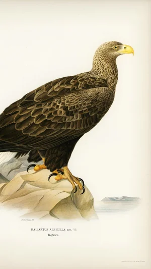 White-tailed Eagle (Haliaeetus albicilla)