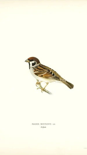 Eurasian Tree Sparrow (Passer montanus)