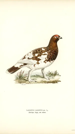 Willow Ptarmigan (Lagopus lagopus)