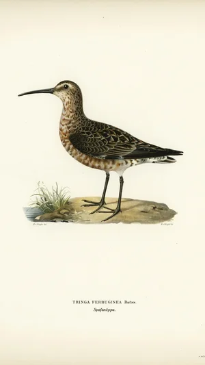 Curlew Sandpiper (Tringa ferruginea)