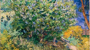 Lilac Bush