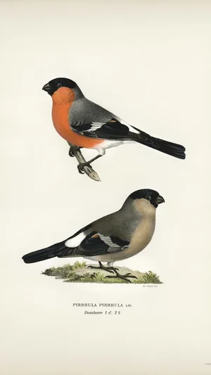 Eurasian Bullfinches (Pyrrhula pyrrhula), Male and Female