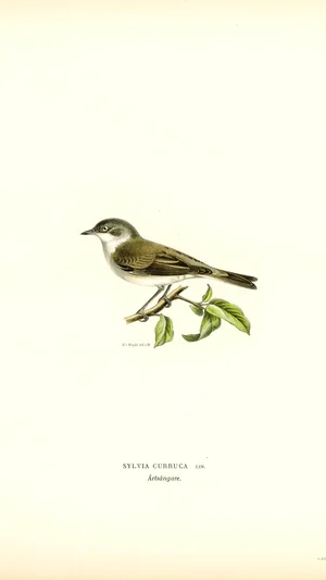 Sylvia Curruca (Garden Warbler)