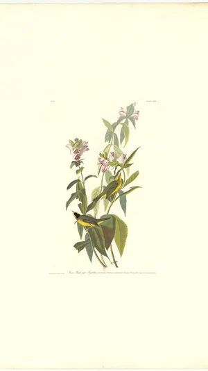 Green Black-capped Flycatcher (Wilson's Warbler)