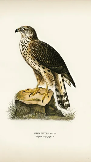 Northern Goshawk (Young Bird)