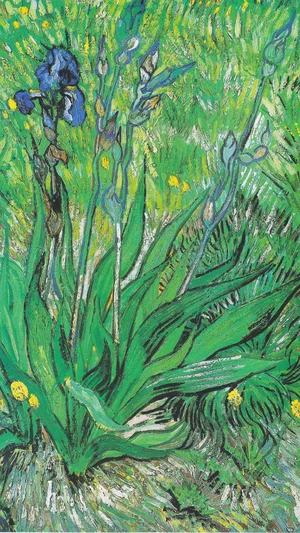 Iris