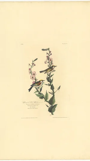 Present Swain Warbler. Sylvia Icterocephala. Plate 59