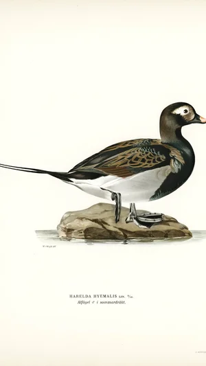 Long-tailed Duck (Harelda hyemalis) in Summer Plumage
