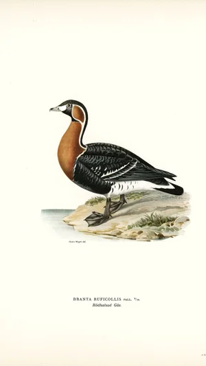 Red-breasted Goose