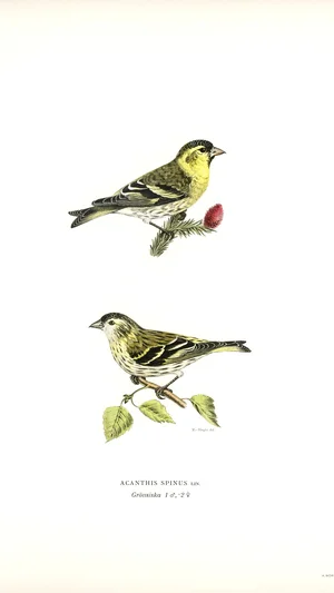 Eurasian Siskin (Acanthis spinus)