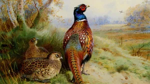 Cock and Hen Pheasant at the Edge of a Wood
