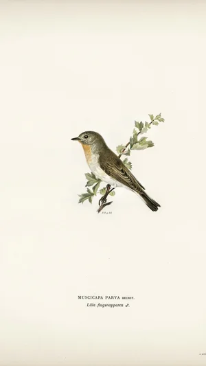 Red-breasted Flycatcher (Muscicapa parva)